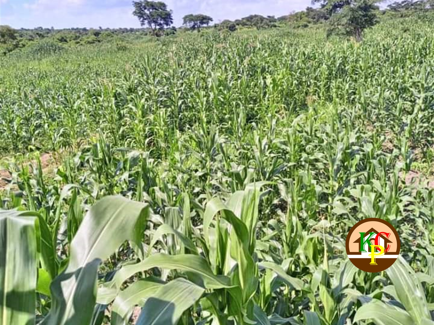 Residential Land for sale in Kiwoko Luweero