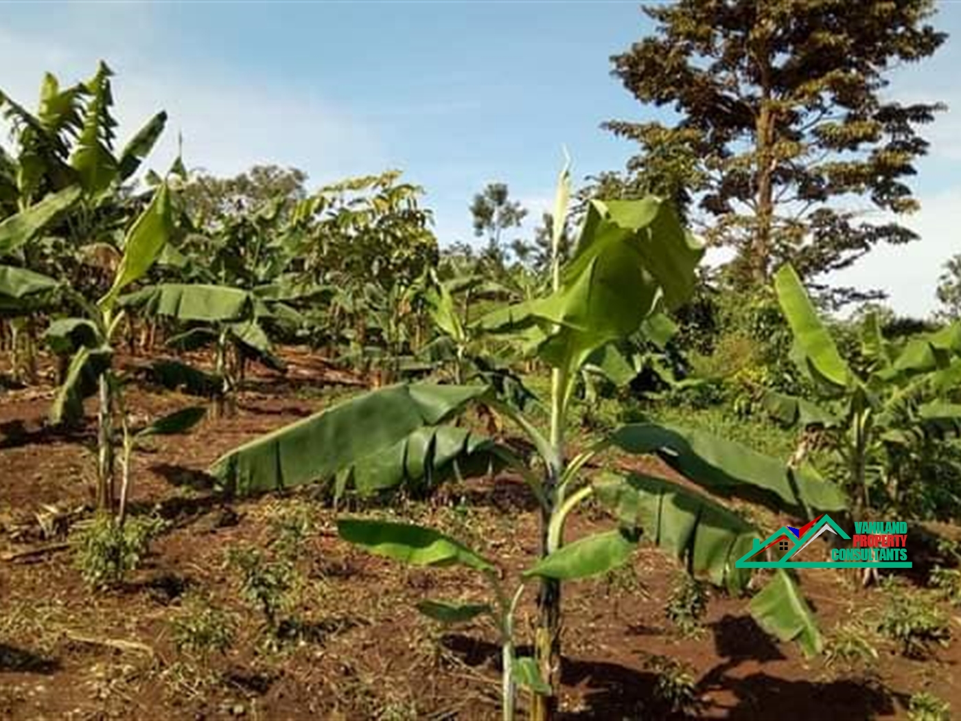 Agricultural Land for rent in Busiika Wakiso