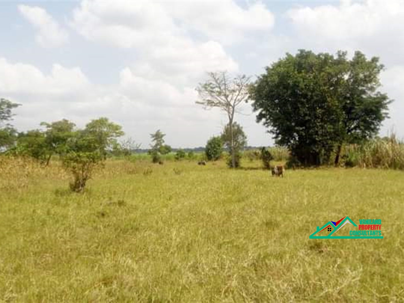 Agricultural Land for sale in Iganga Iganga