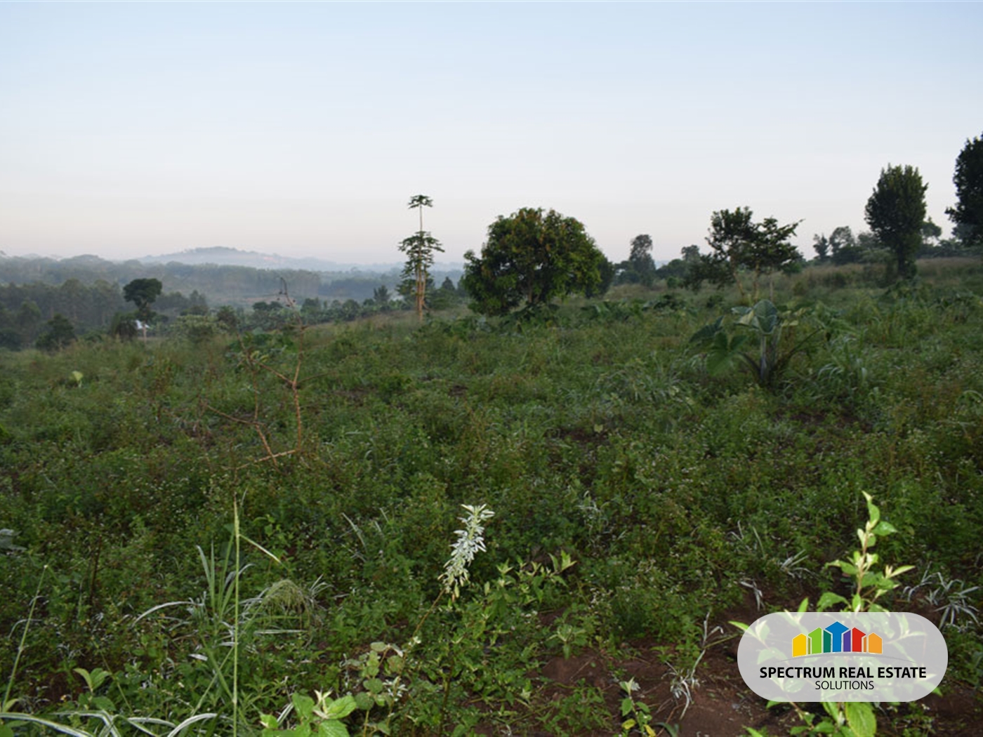 Farm for sale in Kikonge Mityana