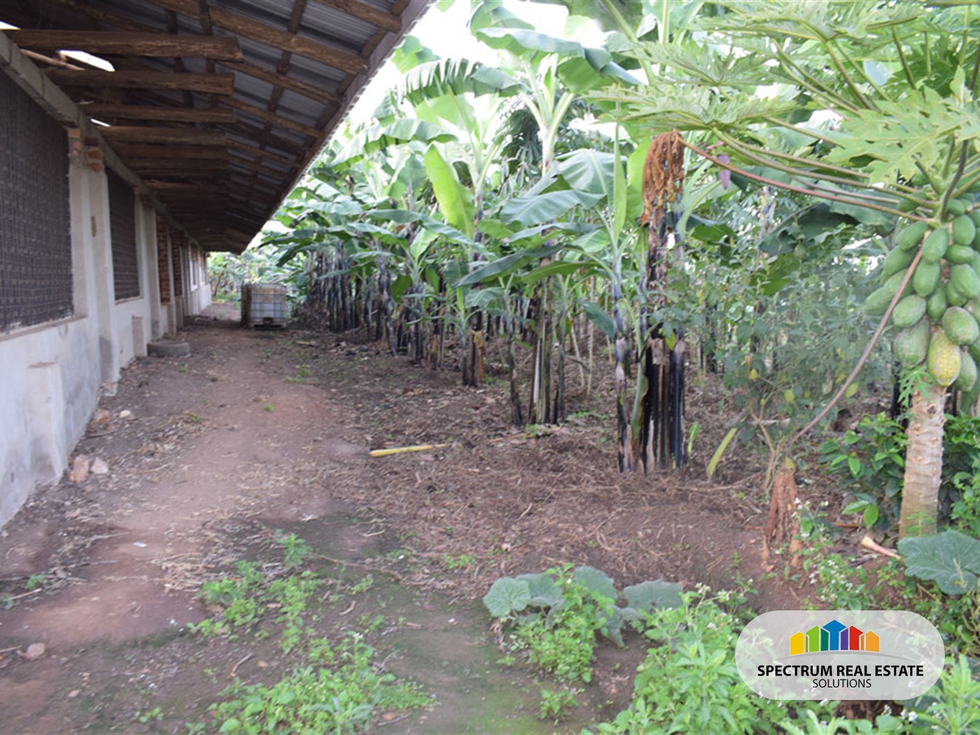 Farm for sale in Kikonge Mityana