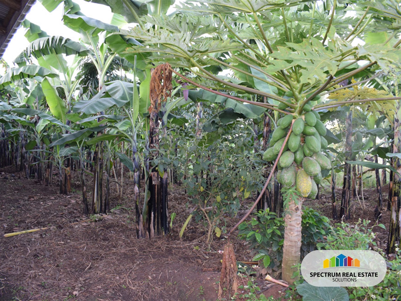 Farm for sale in Kikonge Mityana