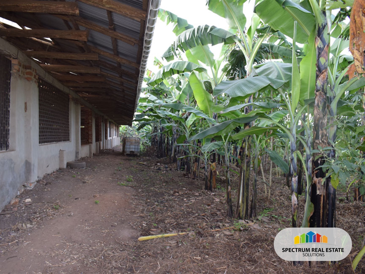 Farm for sale in Kikonge Mityana