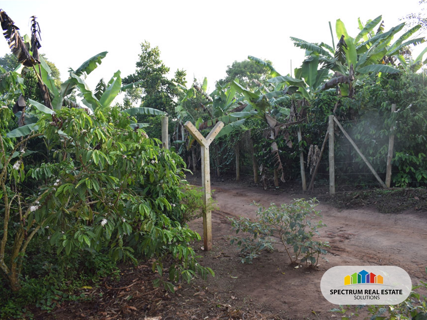 Farm for sale in Kikonge Mityana