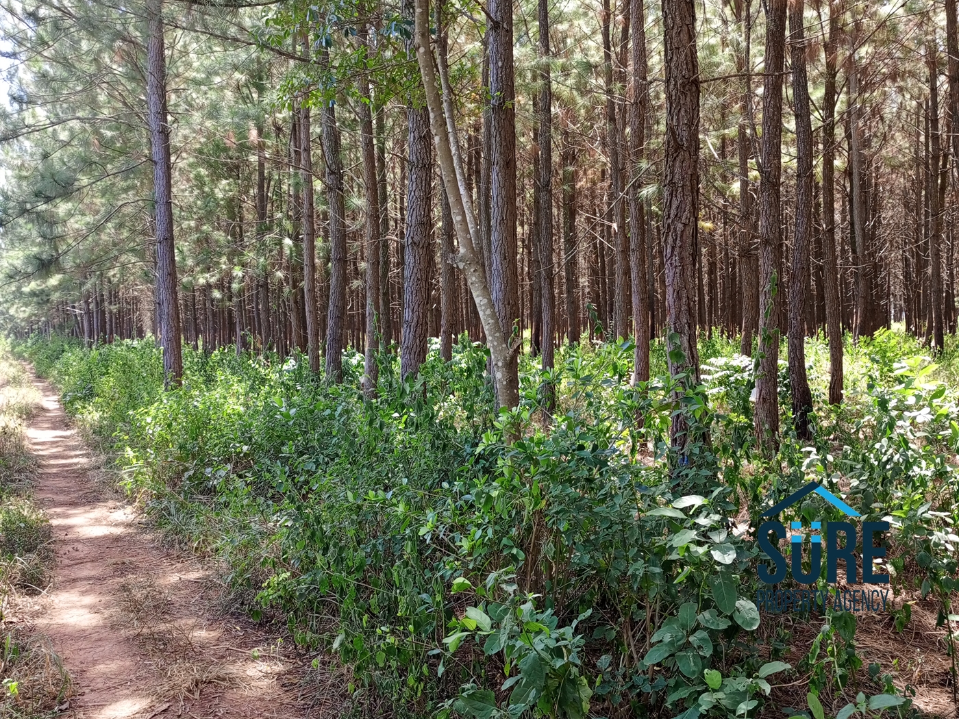 Residential Land for sale in Mboga Luweero