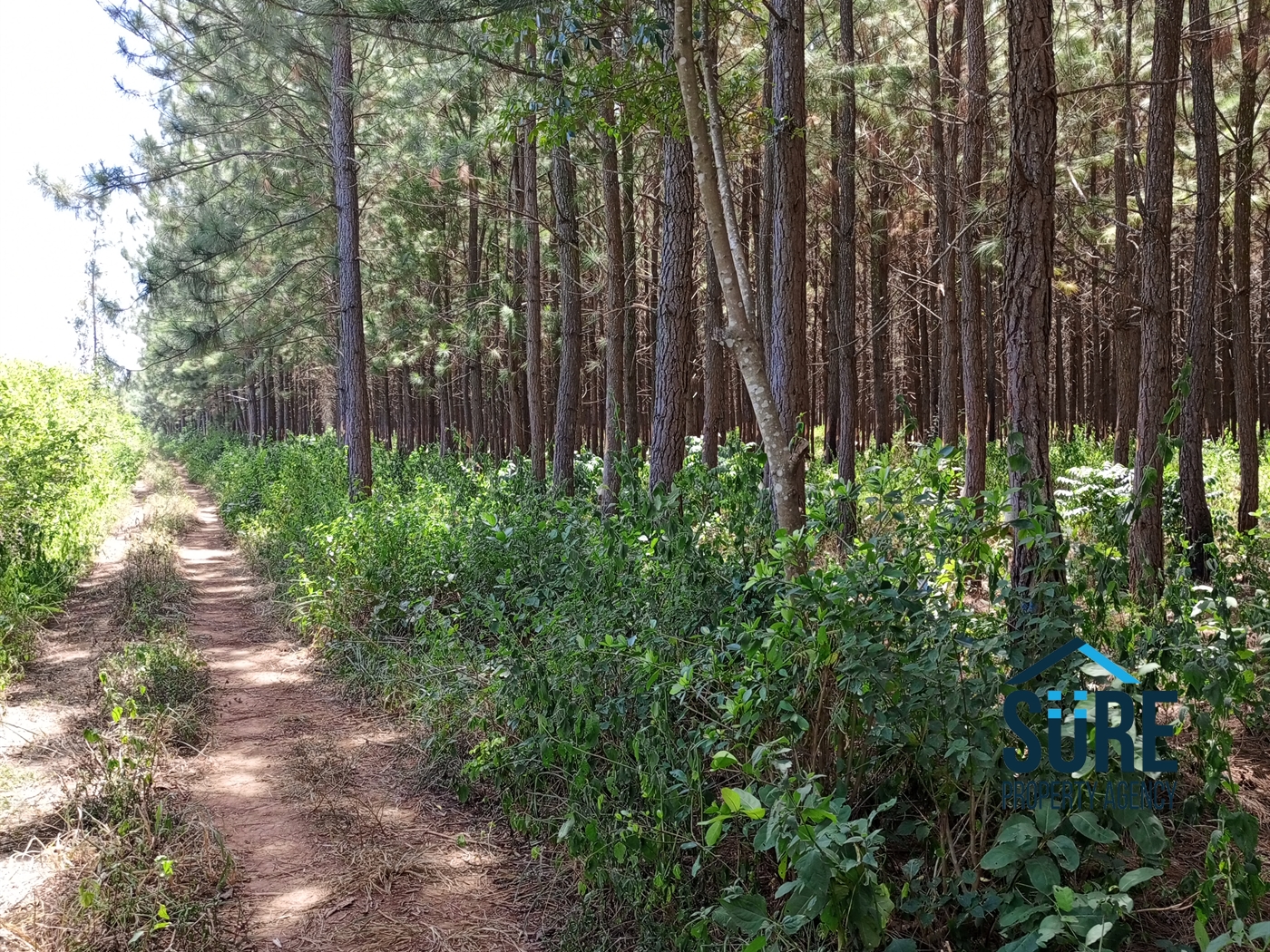 Residential Land for sale in Mboga Luweero