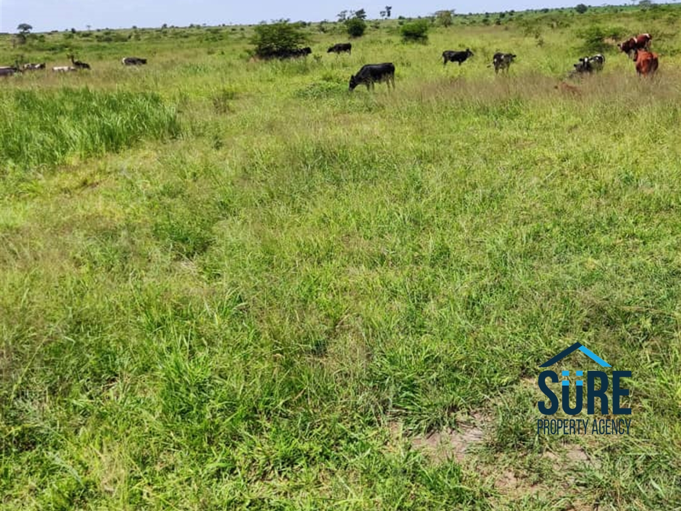 Recreational Land for sale in Kiryandondo Nakasongola