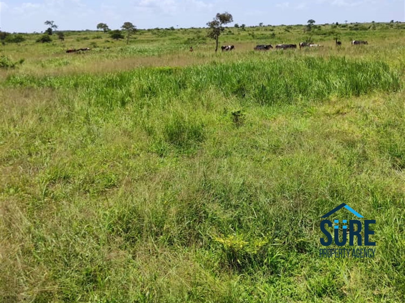 Recreational Land for sale in Kiryandondo Nakasongola