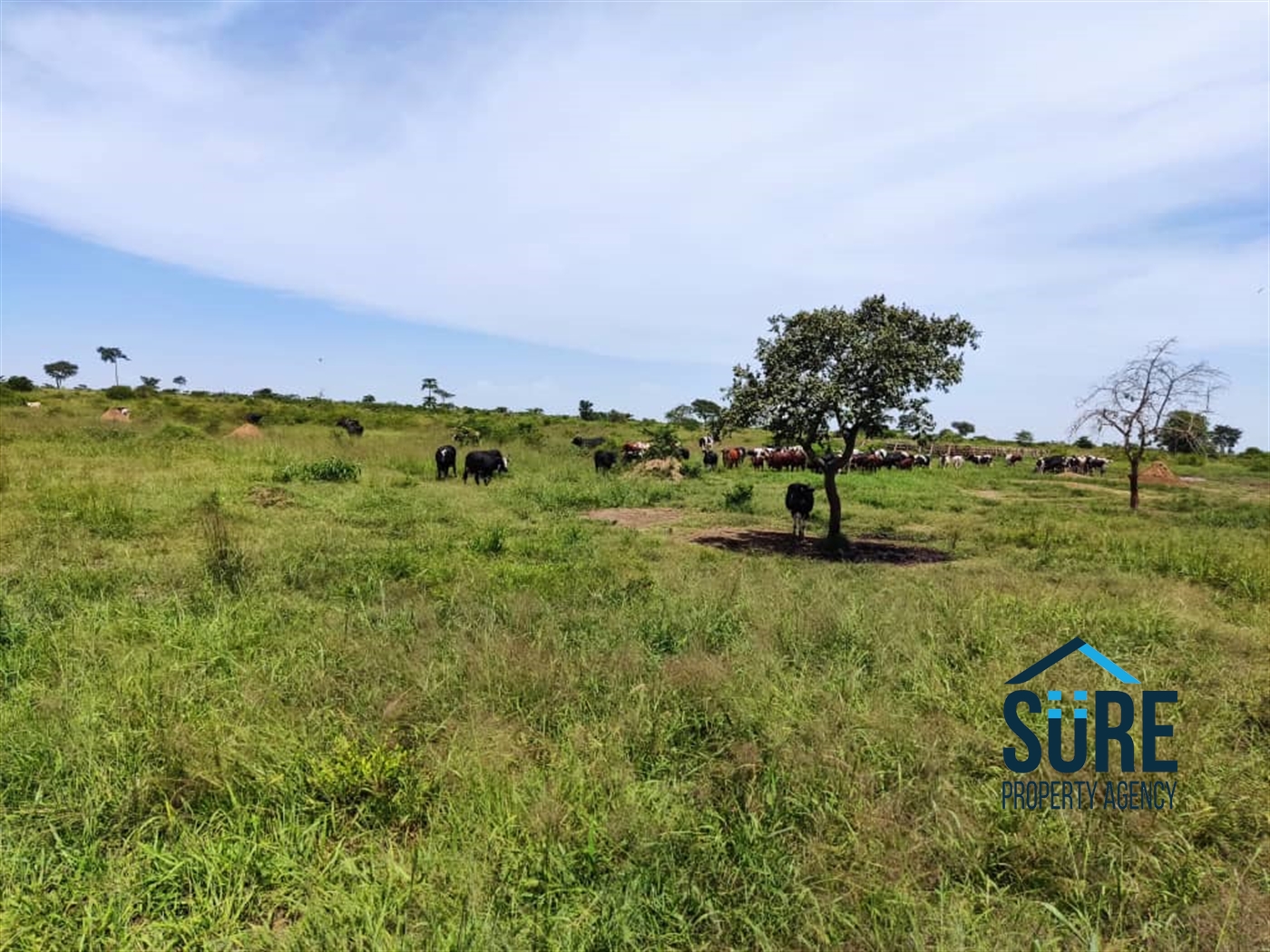 Recreational Land for sale in Kiryandondo Nakasongola