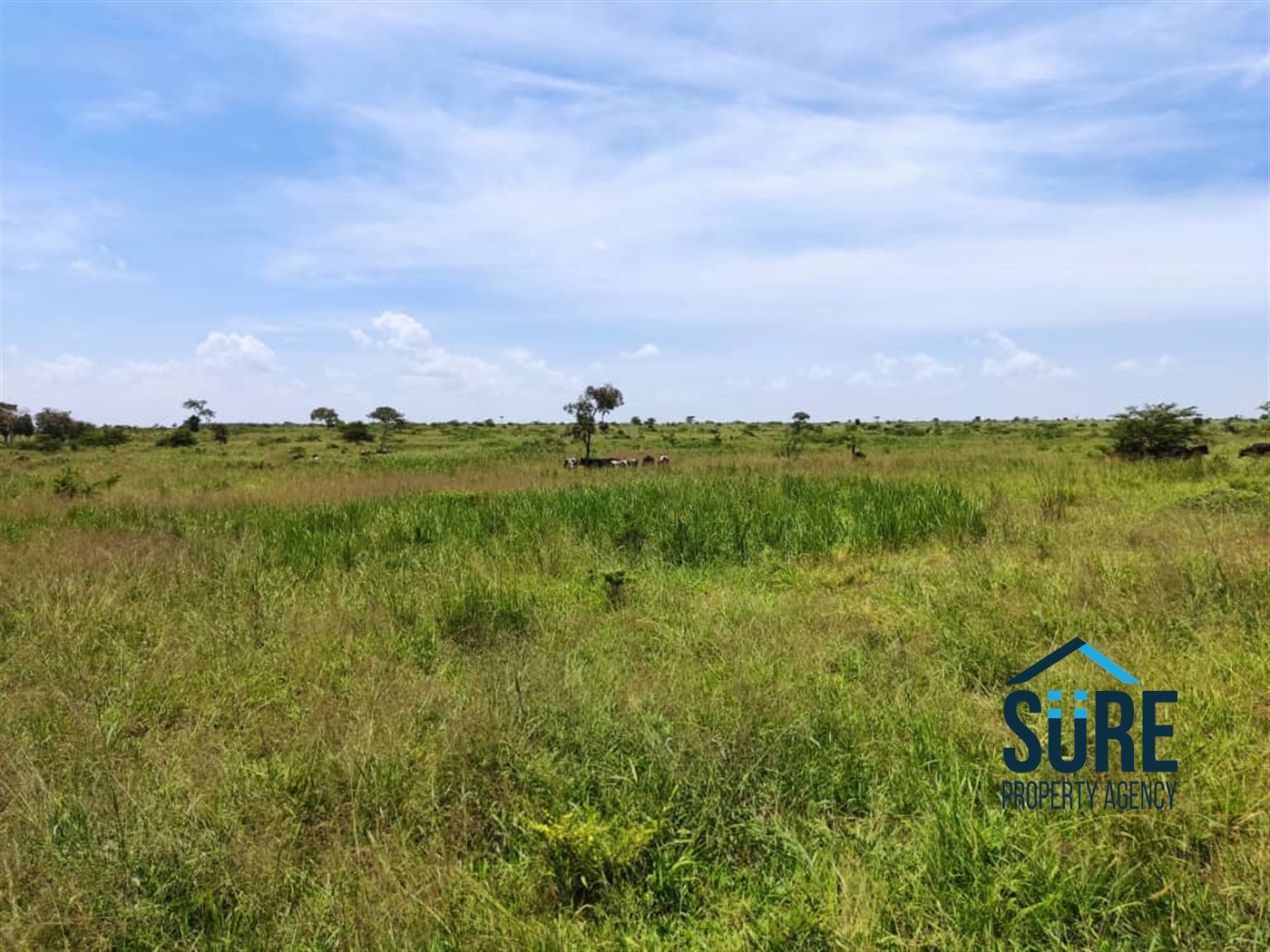 Recreational Land for sale in Kiryandondo Nakasongola