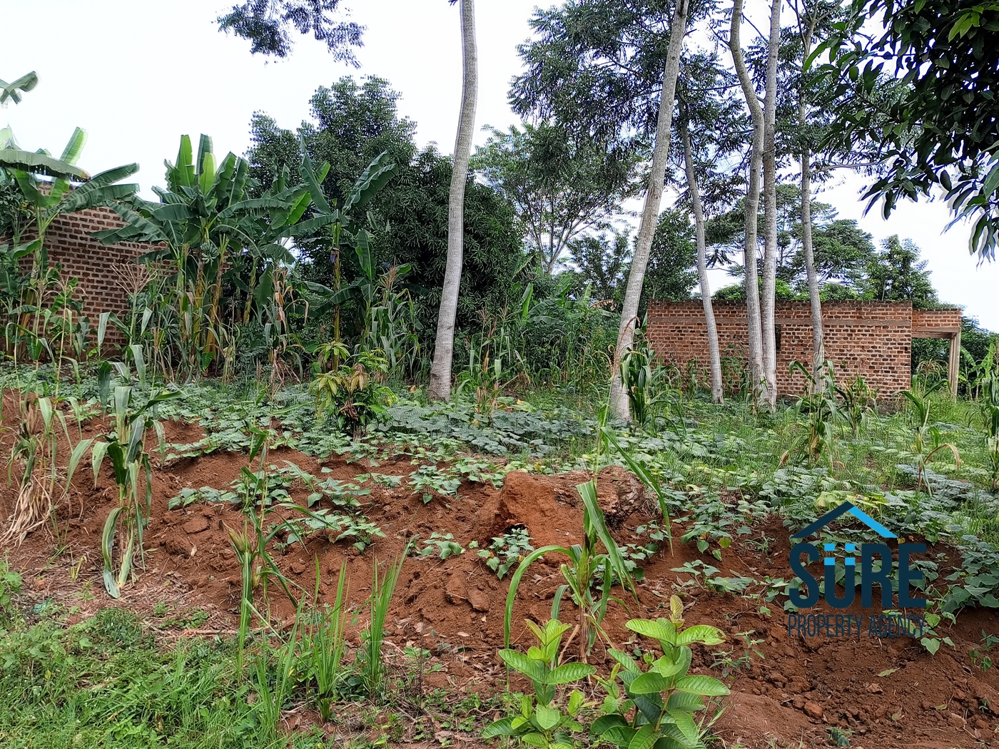 Commercial Land for sale in Bulami Luweero