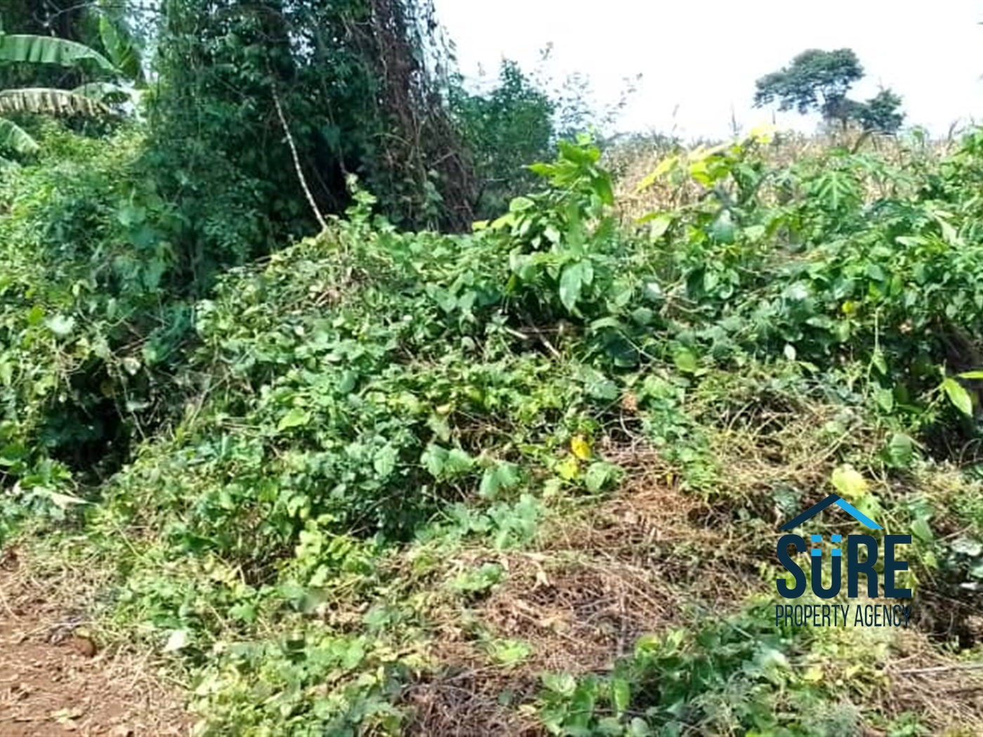 Agricultural Land for sale in Kasana Luweero