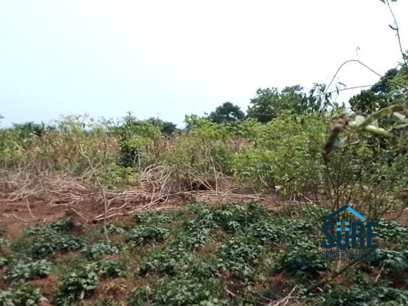 Agricultural Land for sale in Kasana Luweero