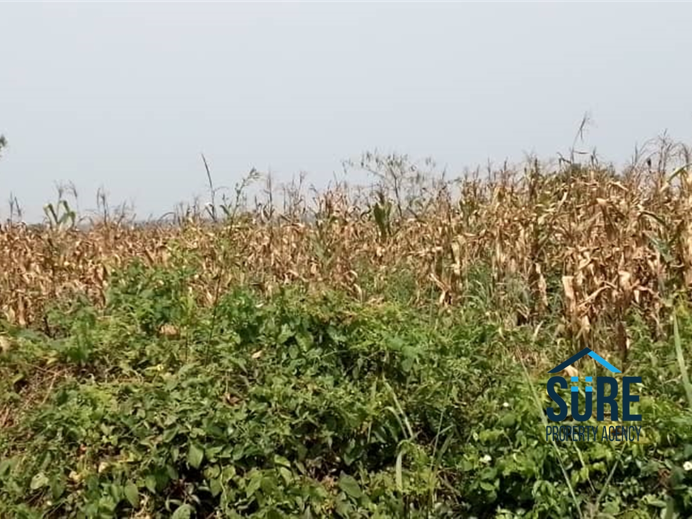 Agricultural Land for sale in Kasana Luweero