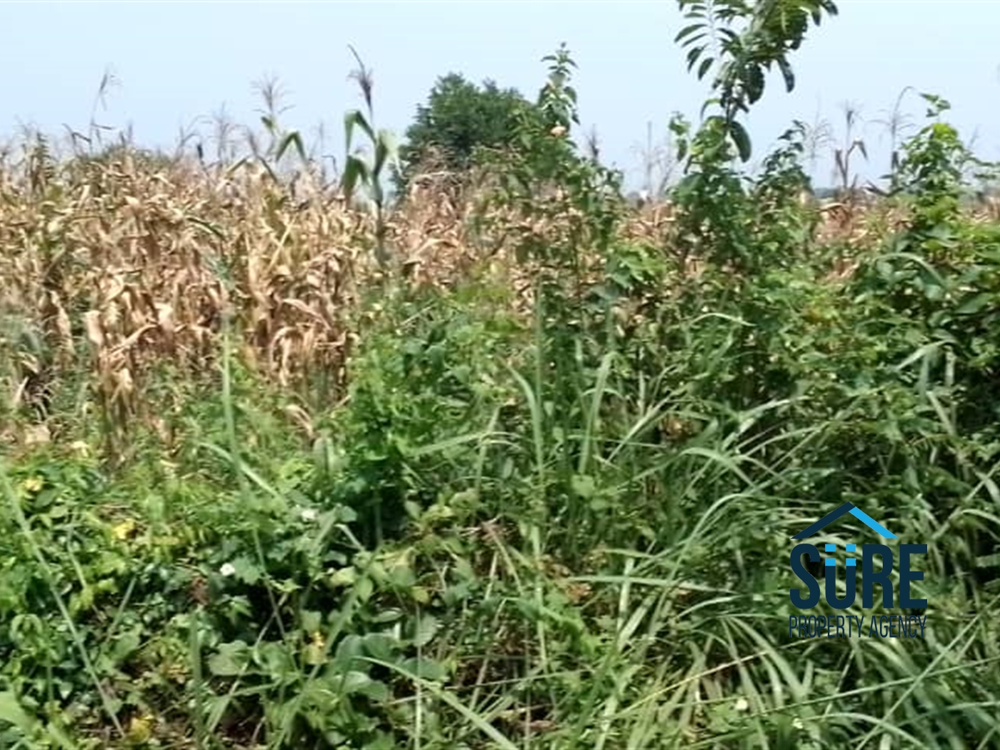 Agricultural Land for sale in Kasana Luweero