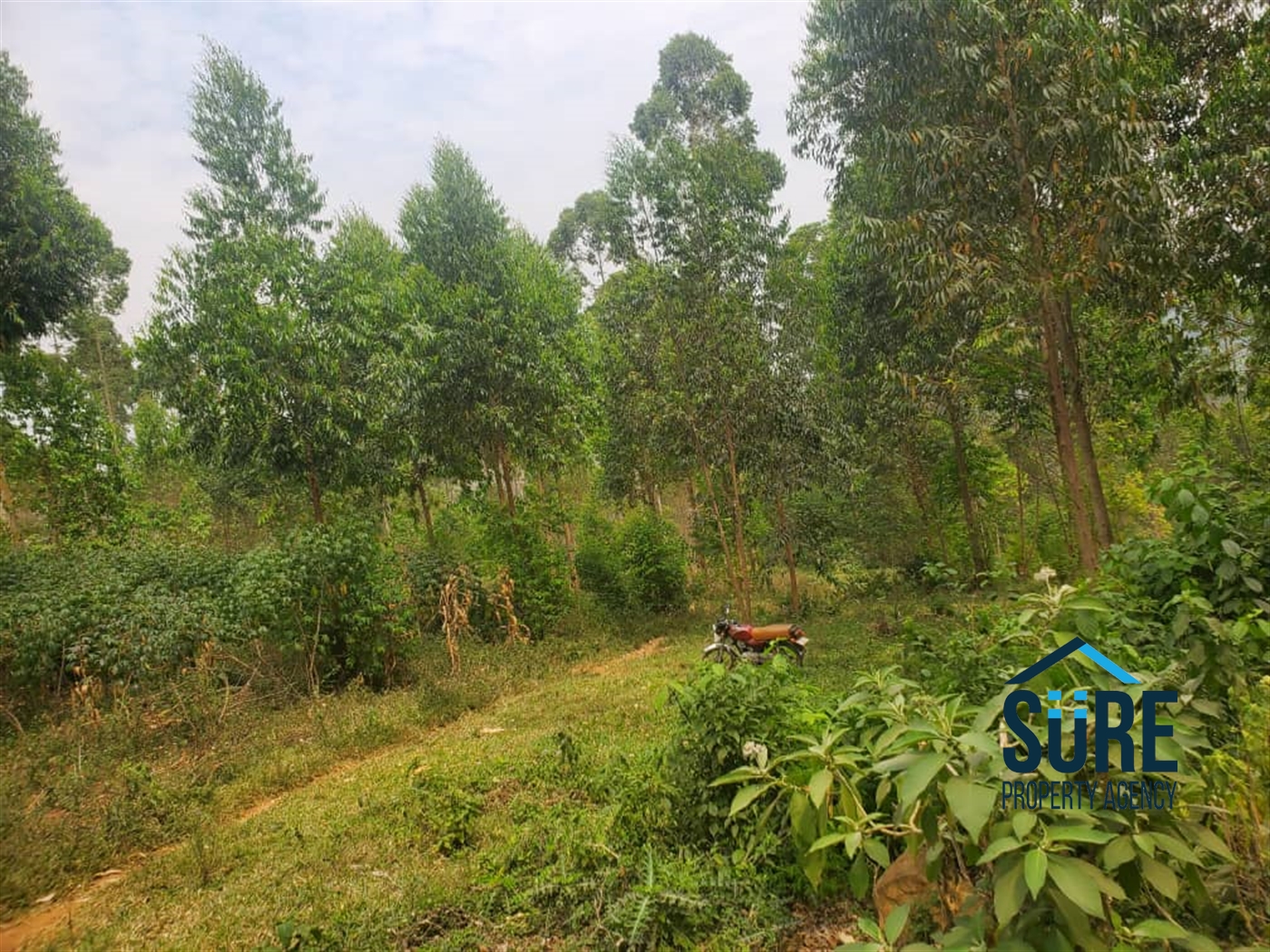 Farm for sale in Kasamba Kyenjojo