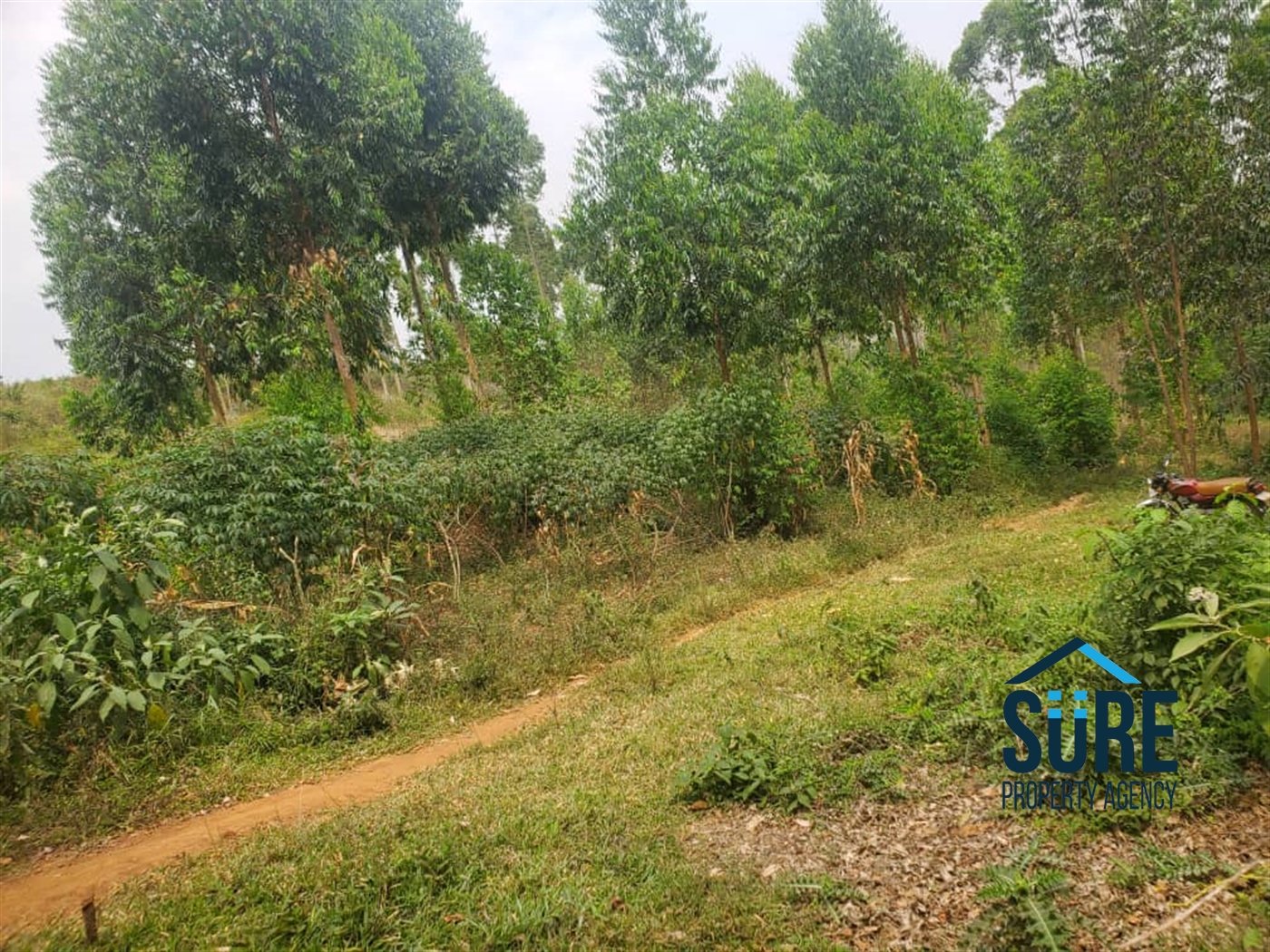 Farm for sale in Kasamba Kyenjojo