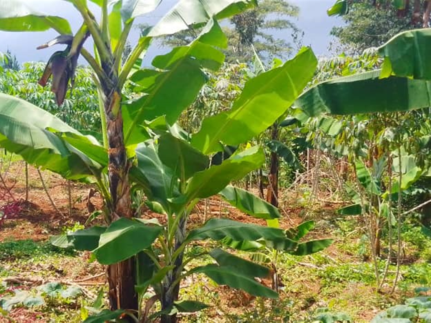 Bungalow for sale in Nakisunga Mukono