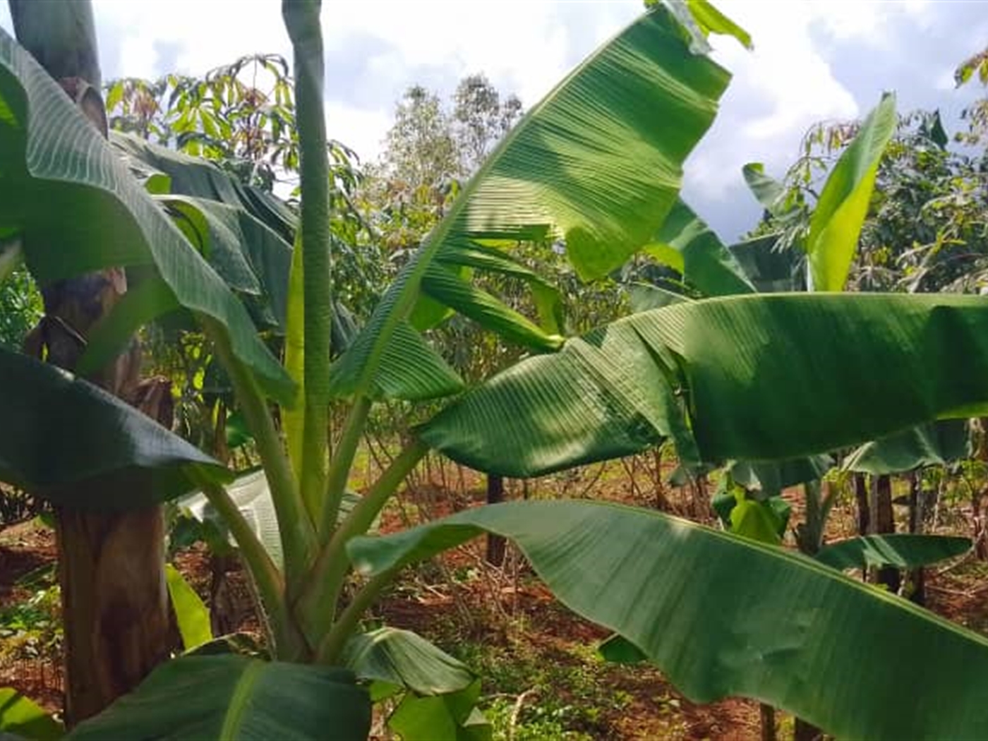 Bungalow for sale in Nakisunga Mukono