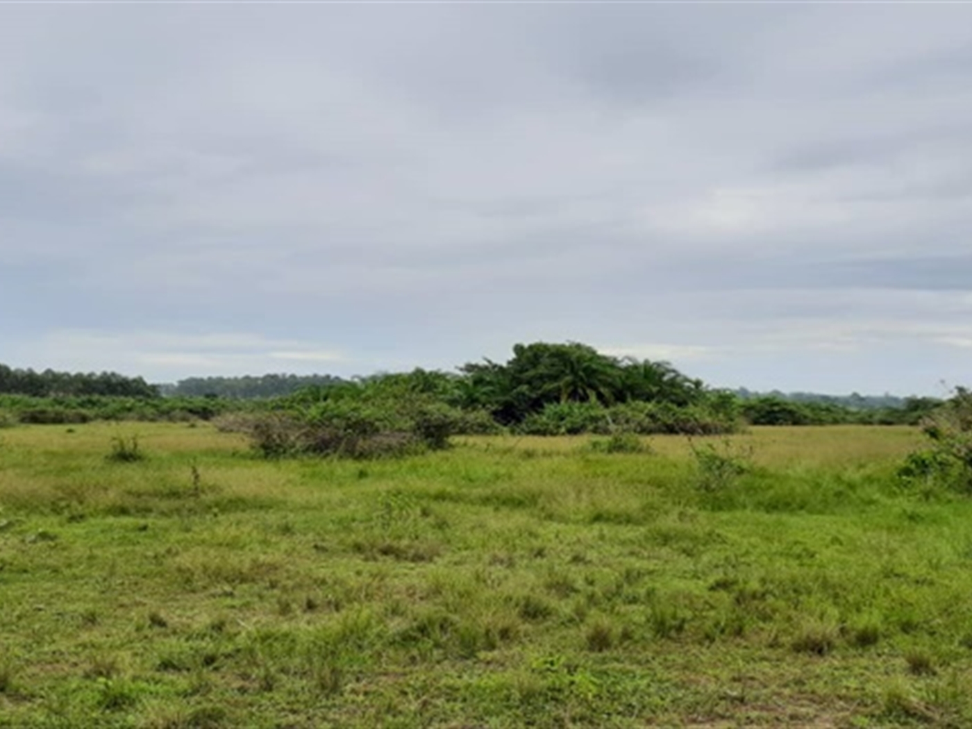 Agricultural Land for sale in Namungodi Busia