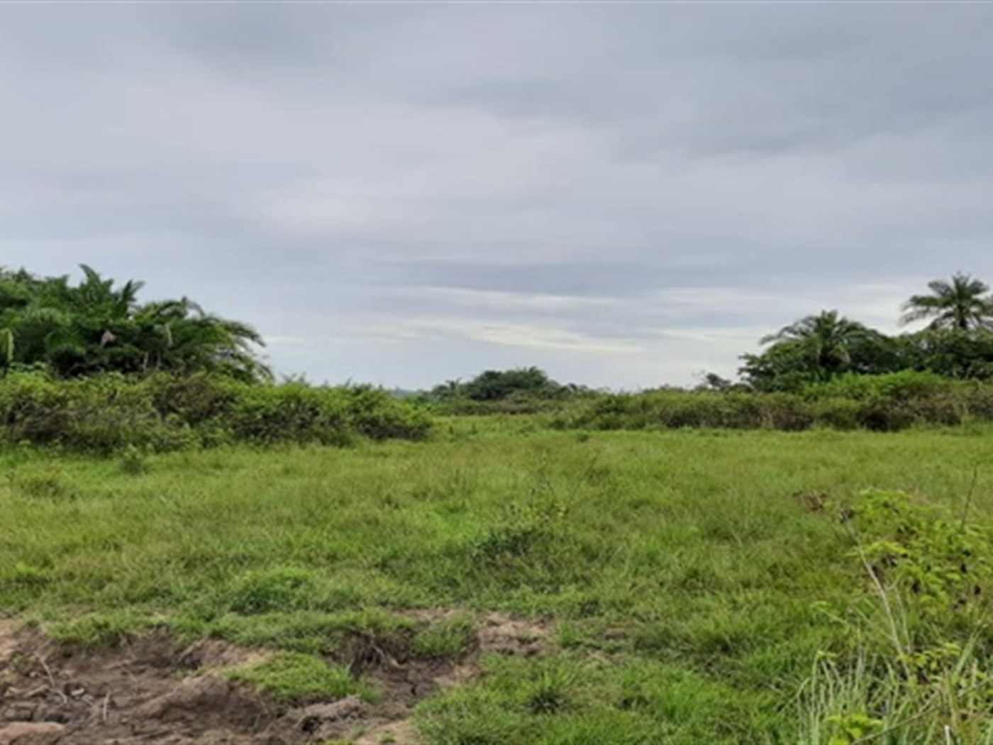 Agricultural Land for sale in Namungodi Busia
