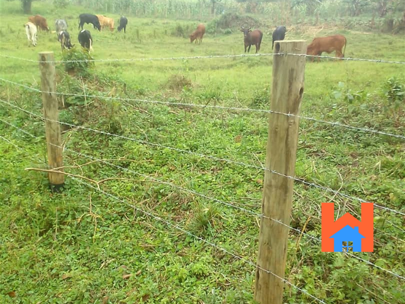 Agricultural Land for sale in Kalule Luweero