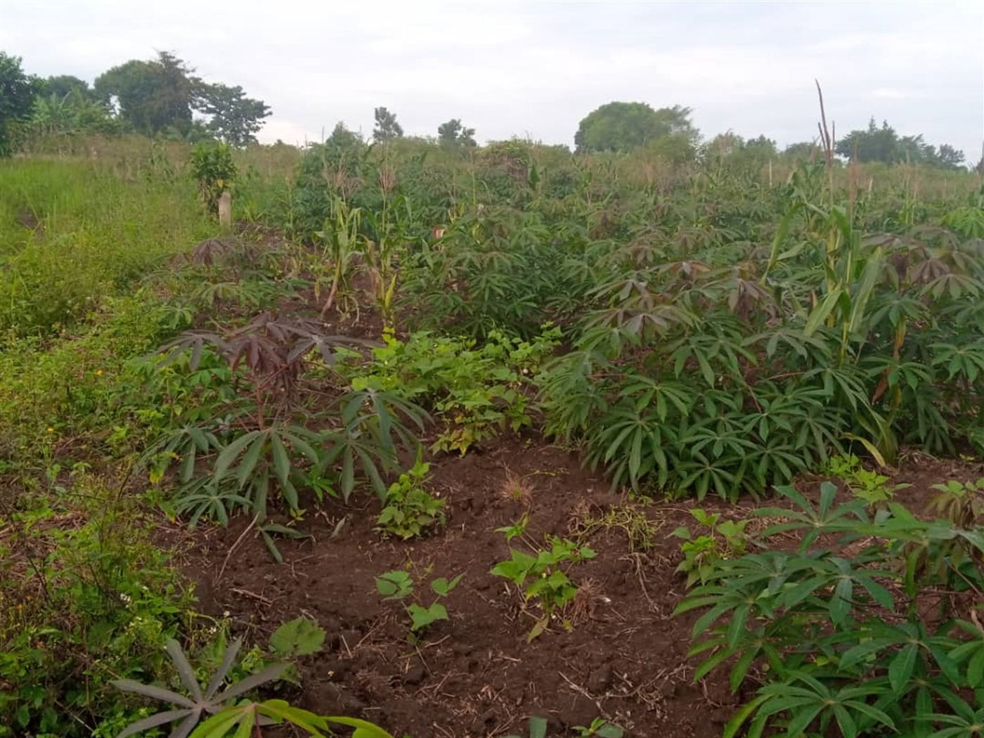 Agricultural Land for sale in Gombe Mpigi