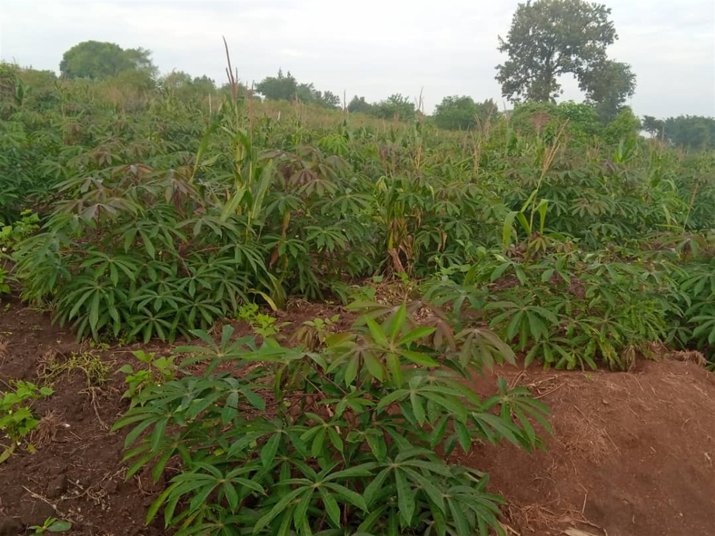 Agricultural Land for sale in Gombe Mpigi