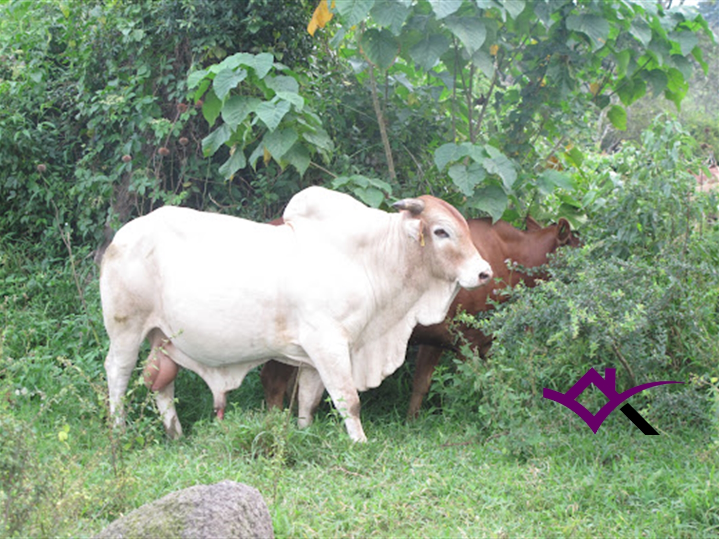 Farm for sale in Kassanda Mityana