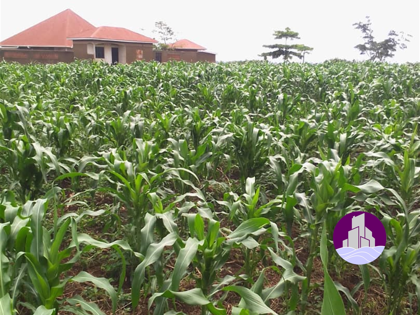 Agricultural Land for sale in Lukaya Kalungu