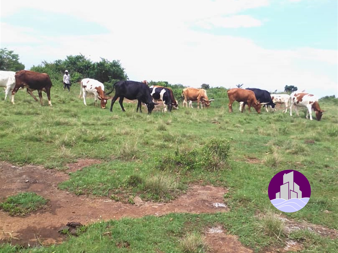 Agricultural Land for sale in Lukaya Kalungu