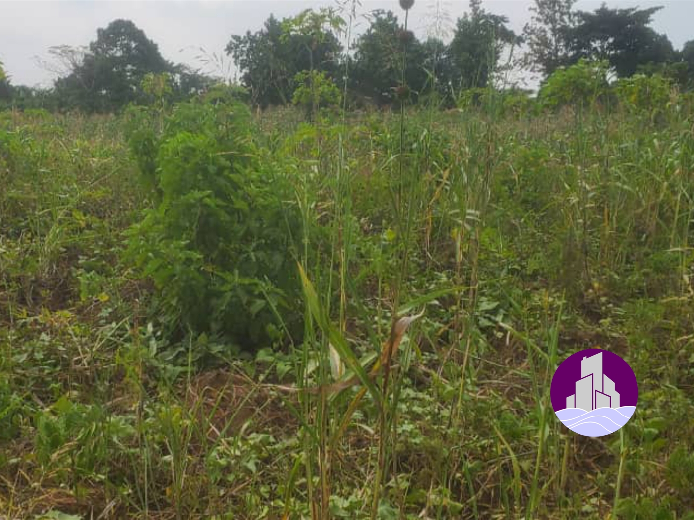 Agricultural Land for sale in Nazigo Kayunga