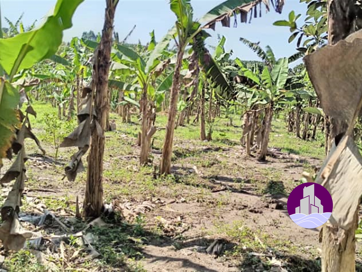 Agricultural Land for sale in Ziloobwe Luweero