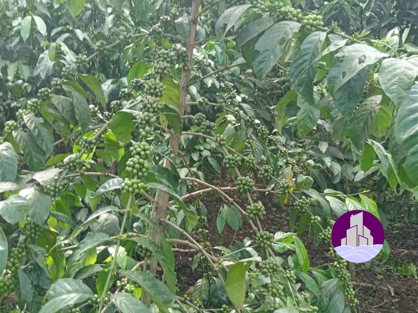 Agricultural Land for sale in Kikuusa Luweero