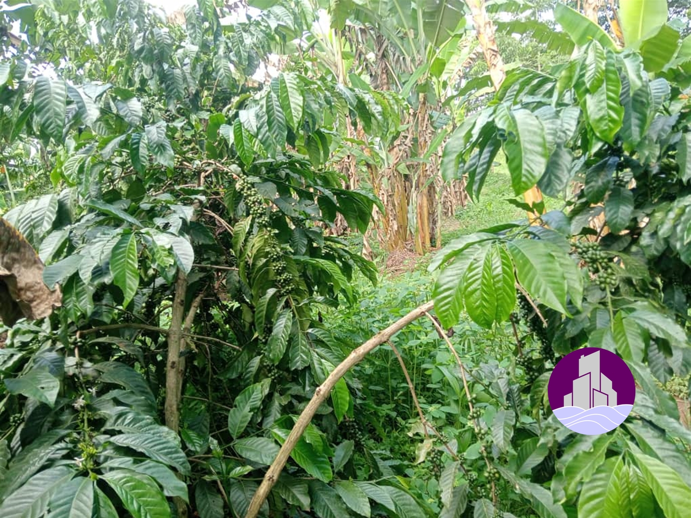 Agricultural Land for sale in Kikuusa Luweero