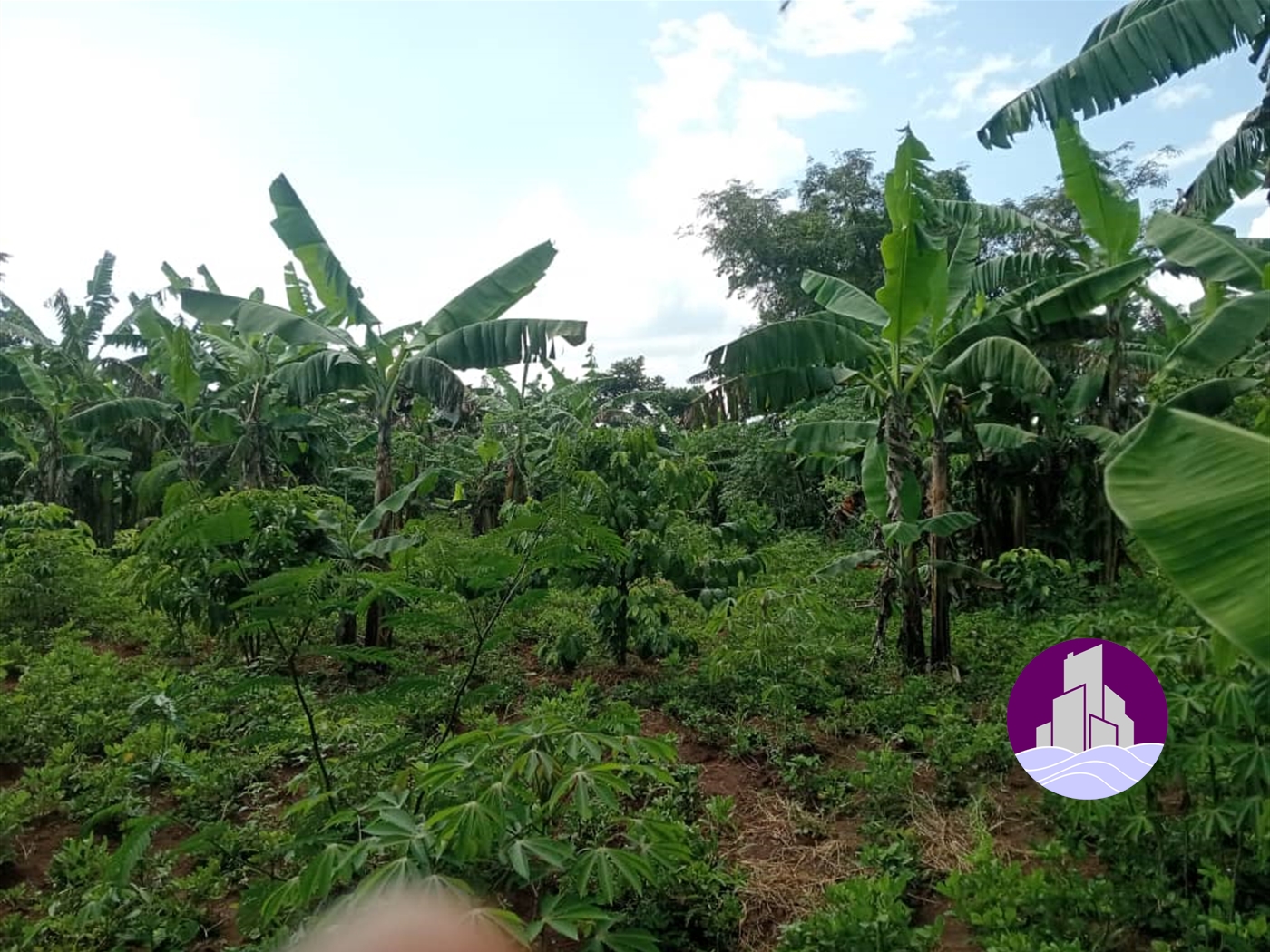 Agricultural Land for sale in Kikuusa Luweero