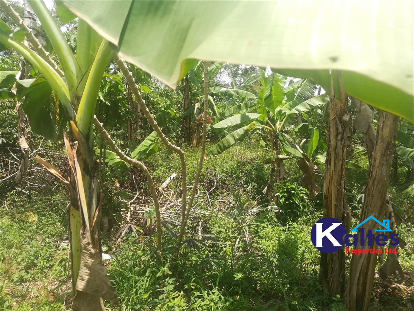 Agricultural Land for sale in Bujuta Buyikwe