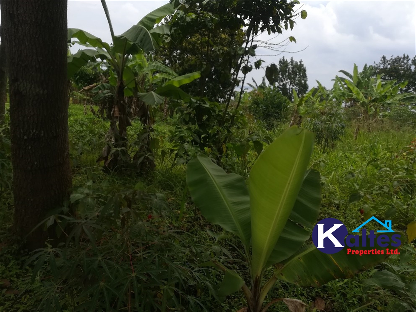 Agricultural Land for sale in Kalagala Buyikwe