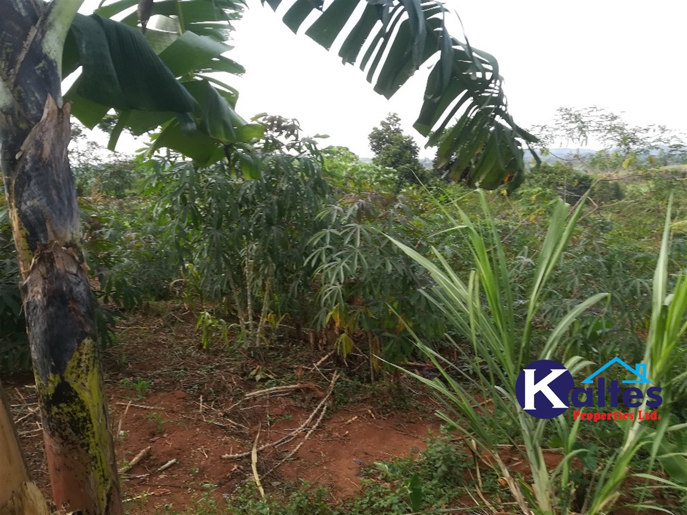 Agricultural Land for sale in Ggangu Buyikwe