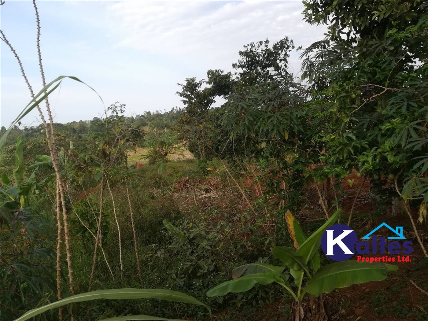 Agricultural Land for sale in Ggangu Buyikwe