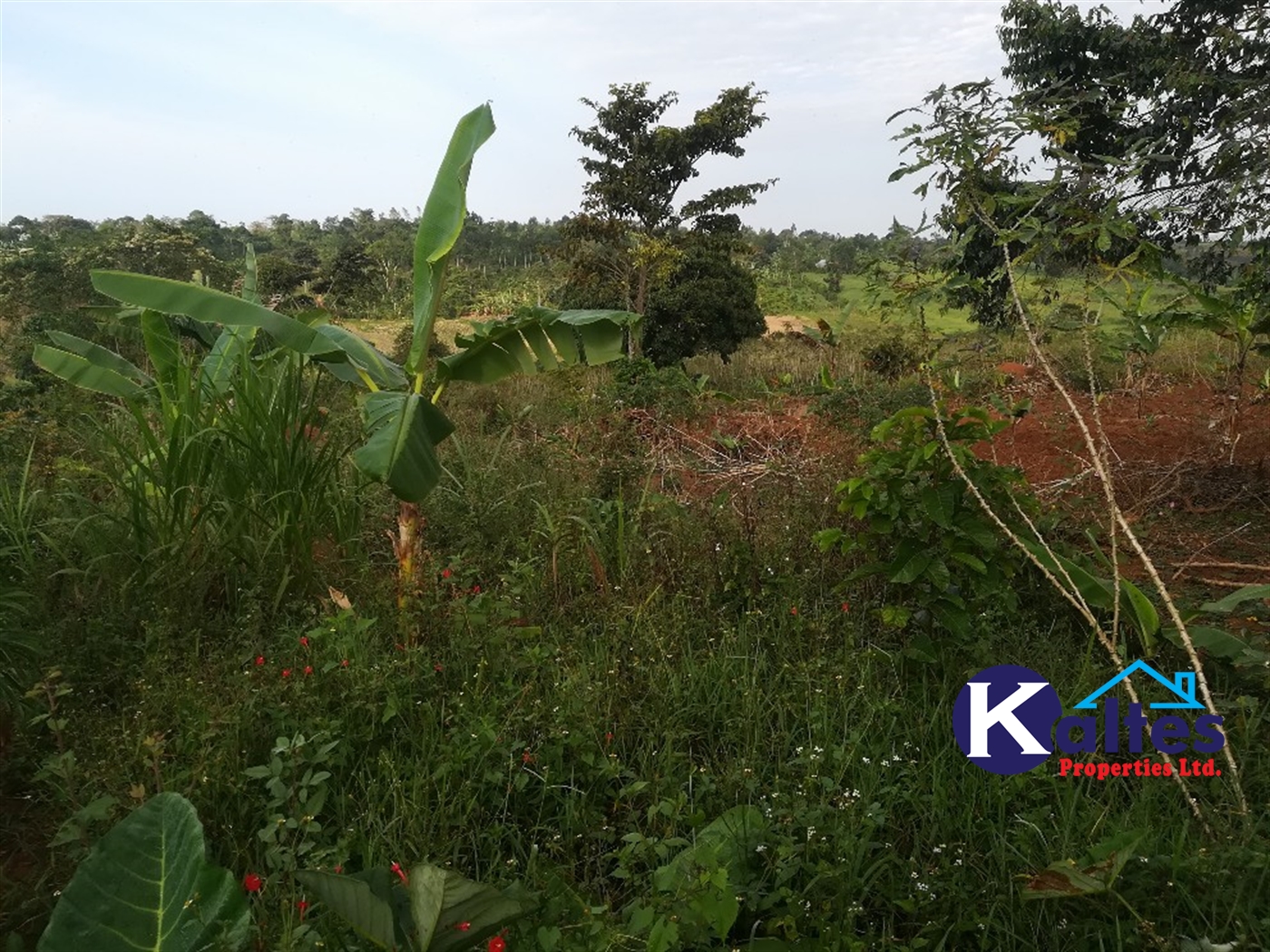 Agricultural Land for sale in Ggangu Buyikwe