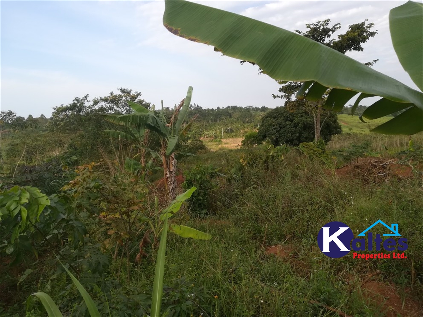 Agricultural Land for sale in Ggangu Buyikwe