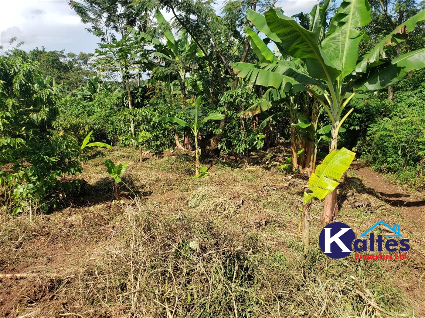 Agricultural Land for sale in Kigenda Buyikwe