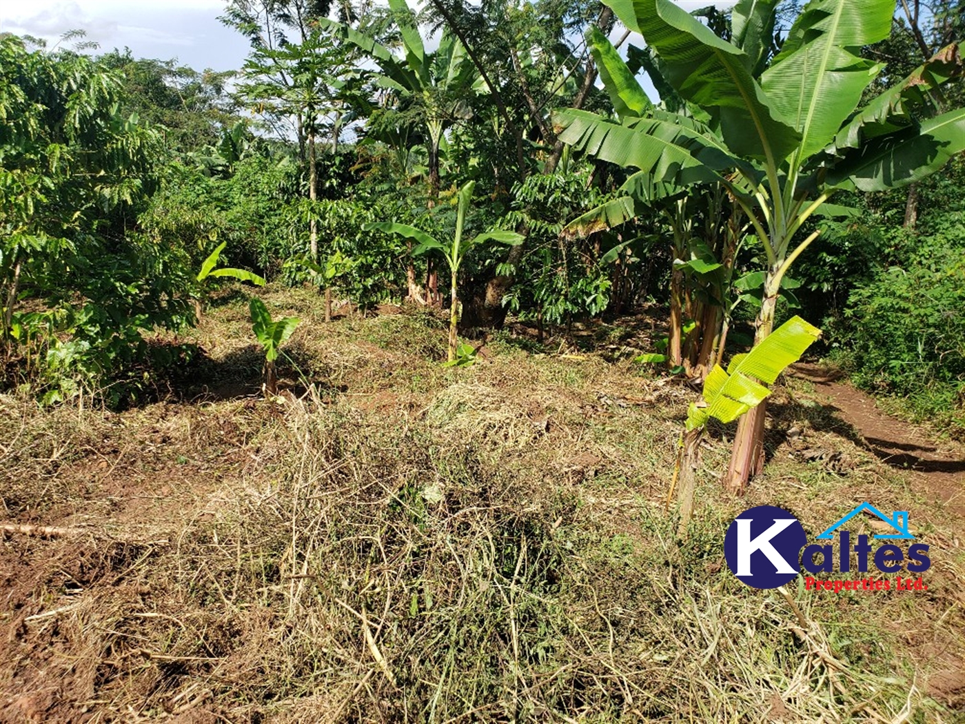 Agricultural Land for sale in Kigenda Buyikwe