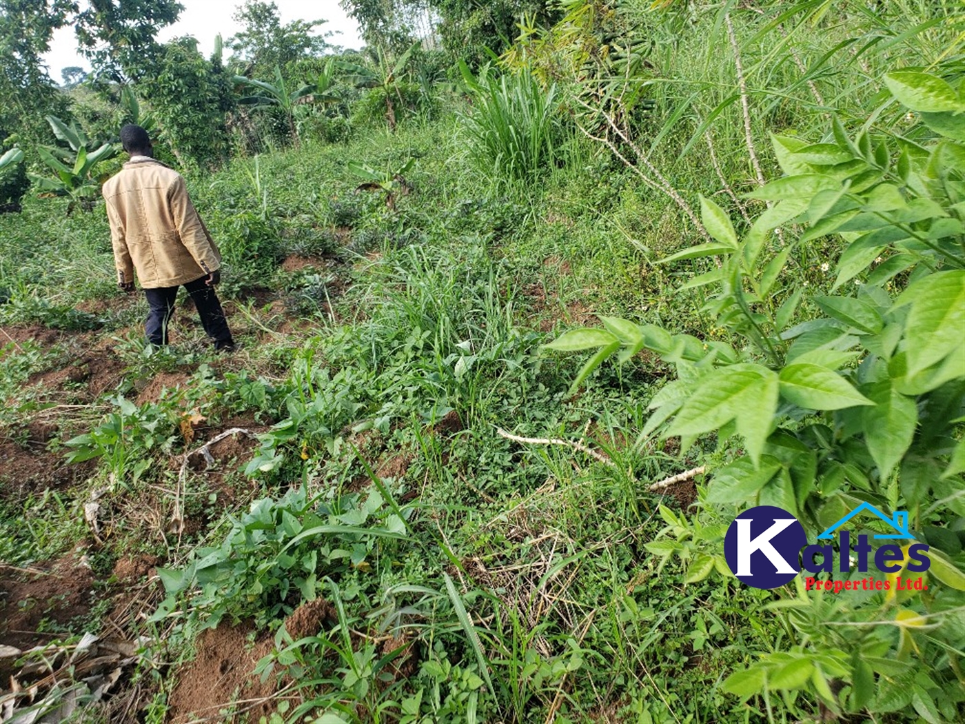 Agricultural Land for sale in Kikakanya Buyikwe