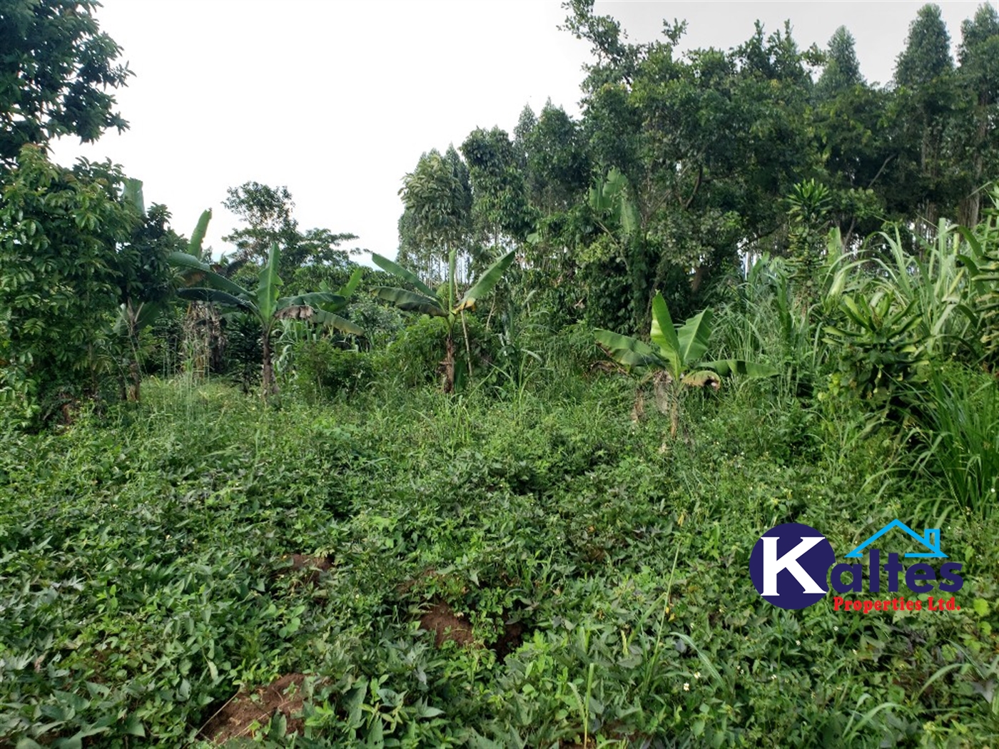 Agricultural Land for sale in Kikakanya Buyikwe