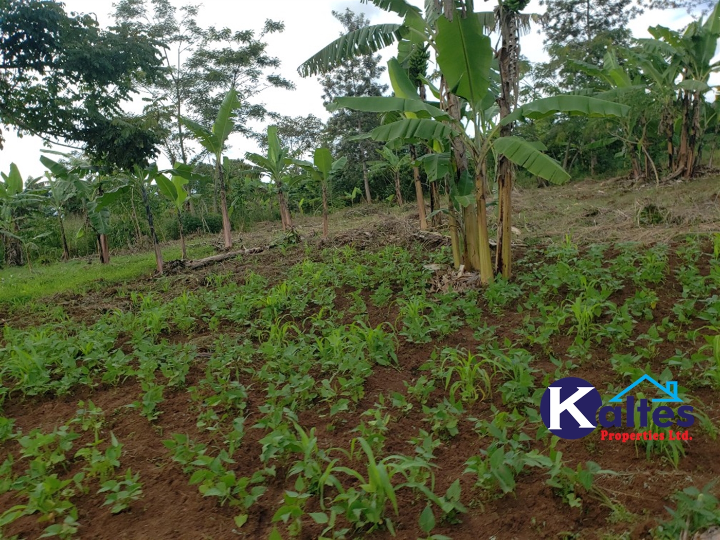 Agricultural Land for sale in Kiringo Buyikwe