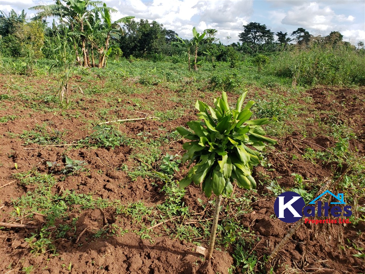 Agricultural Land for sale in Kiyunga Buyikwe