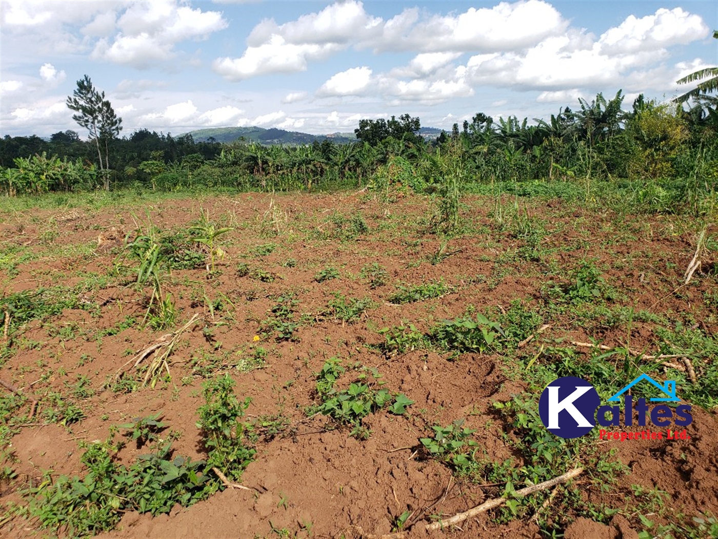 Agricultural Land for sale in Kiyunga Buyikwe