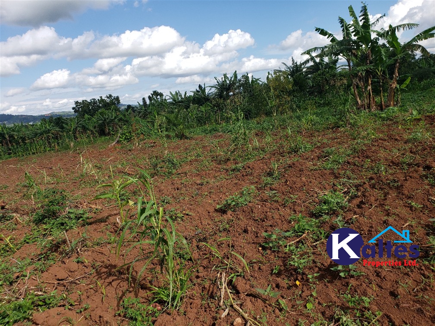 Agricultural Land for sale in Kiyunga Buyikwe